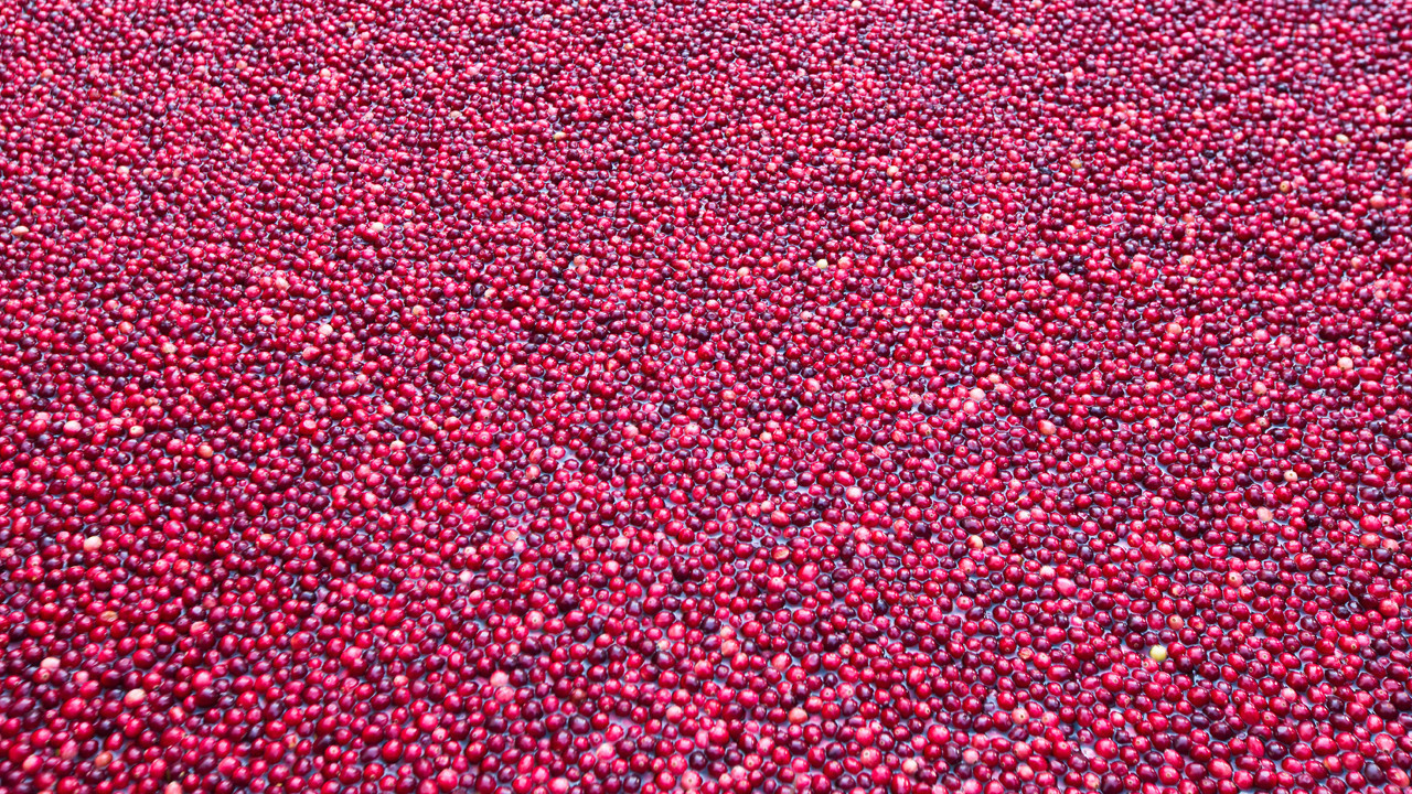 Gerçeği öğrenince, bu meyveyi yemek istemeyeceksiniz