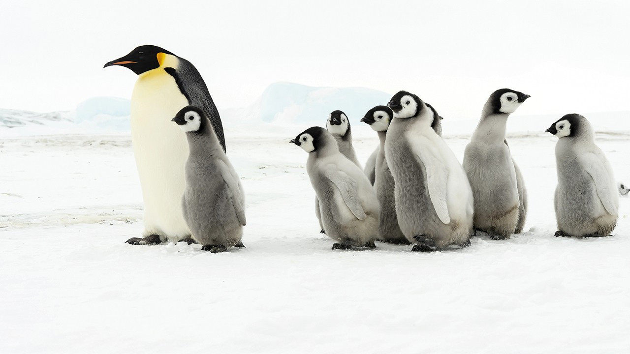 Antarktika’nın kaderi gezegenin geleceğini belirleyecek: Beyaz kıta kararıyor