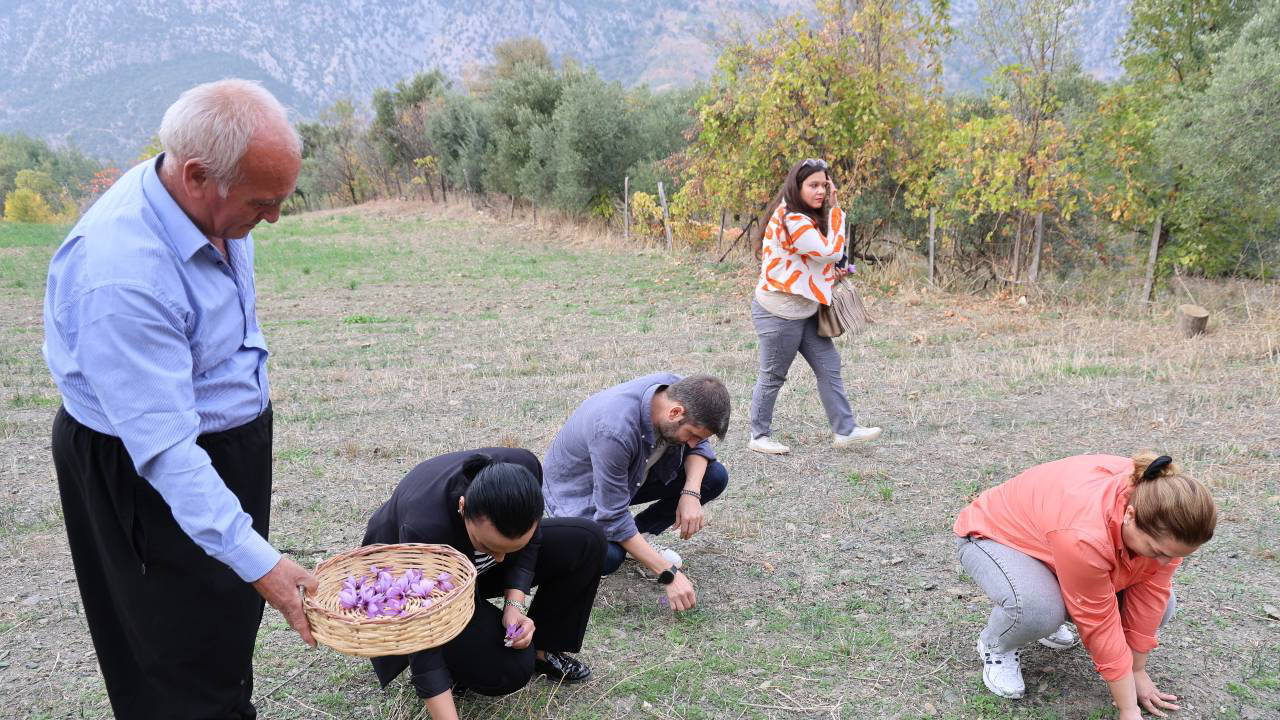 Dünyanın en pahalı baharatı Adana’da hasat edildi! 140 bin çiçekten 1 kilo çıkıyor…