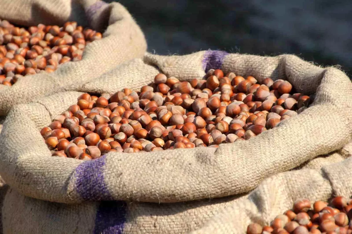 Ferrero’nun Fındık Manipülasyonu İddiası