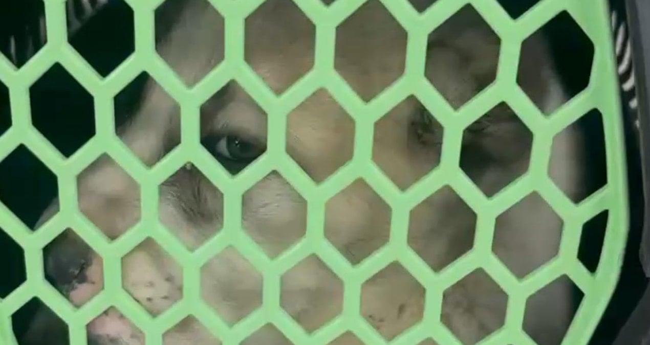 Kulakları kesilmiş yavru köpek kutuda gönderildi