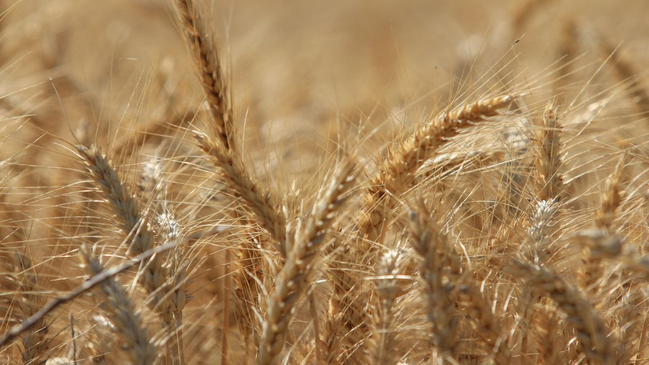 Küresel tahıl üretiminde rekor beklentisi