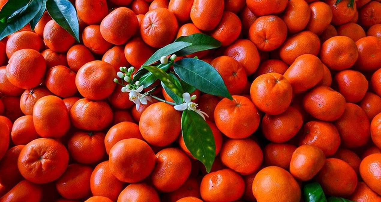 Mandalina ihracatı 10 ayda yüzde 34 artarak 375 milyon dolar oldu