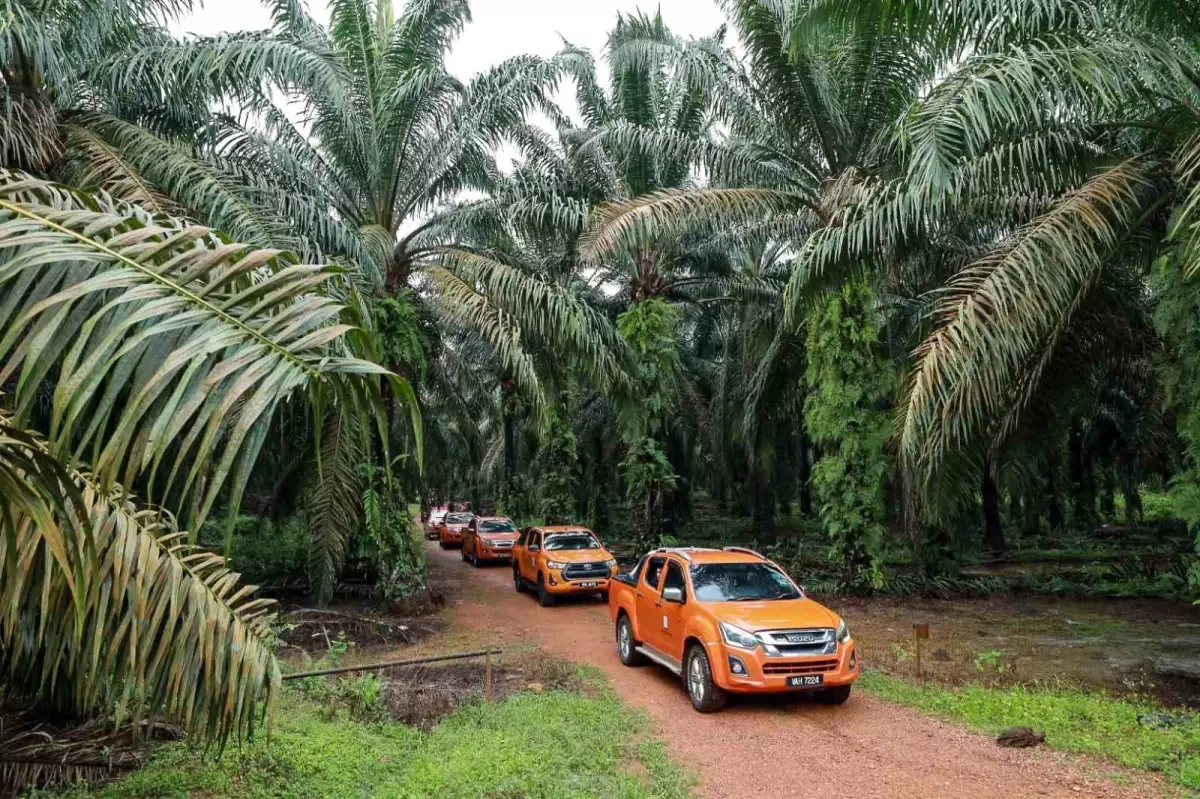 Palm Yağı: Tropik İklimlerin Zenginliği