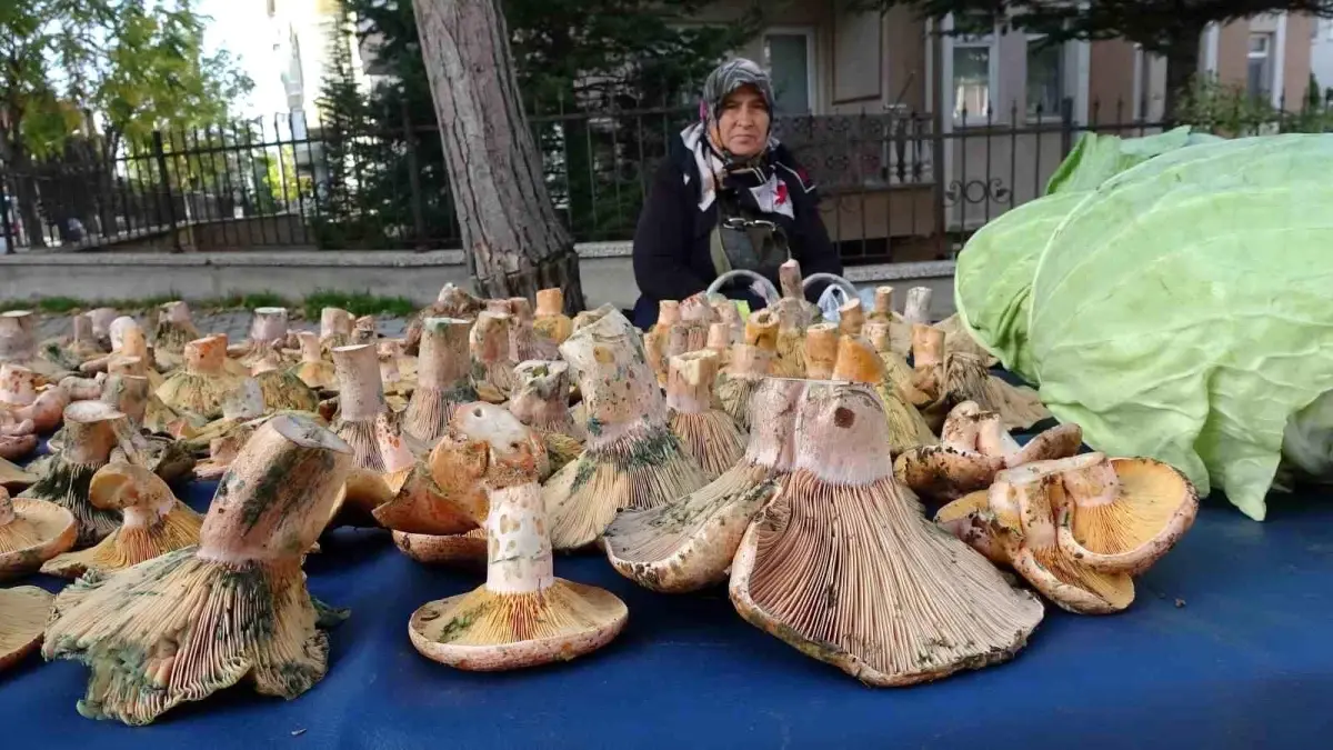 Tavşanlı’da Melki Mantarına Büyük İlgi