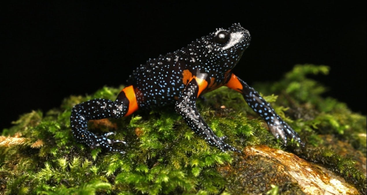 Etik mi, Estetik mi?