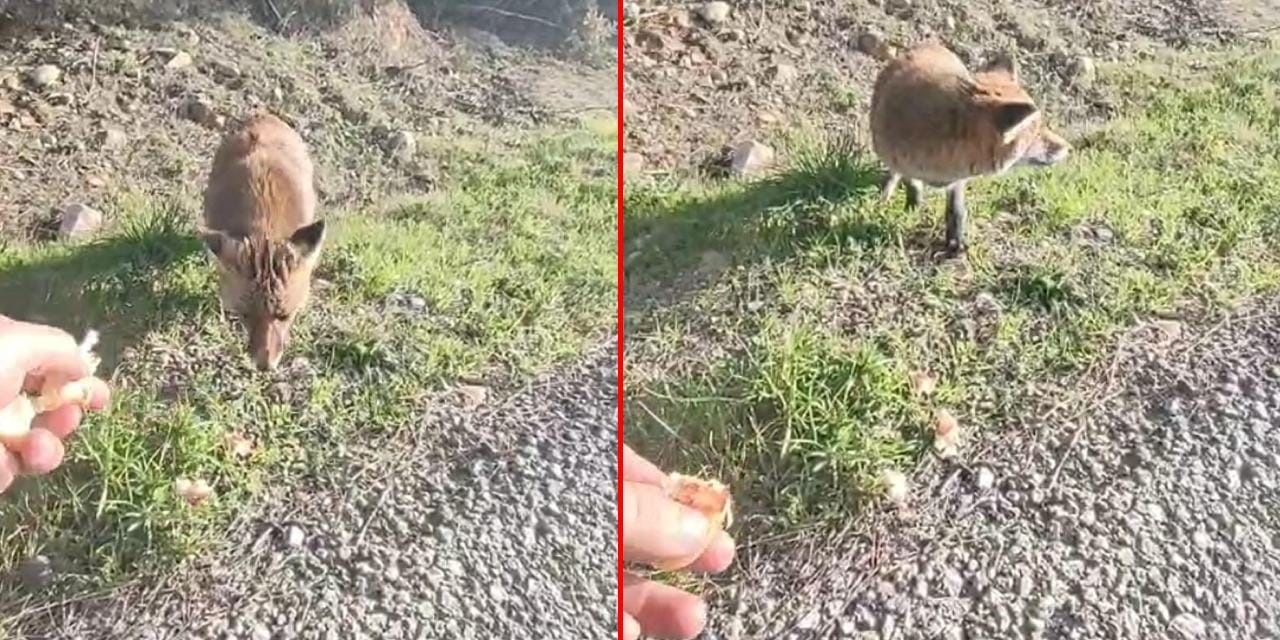 Gelibolu’da yürek ısıtan görüntüler: Tilkiyi eliyle besledi o anları kayda aldı