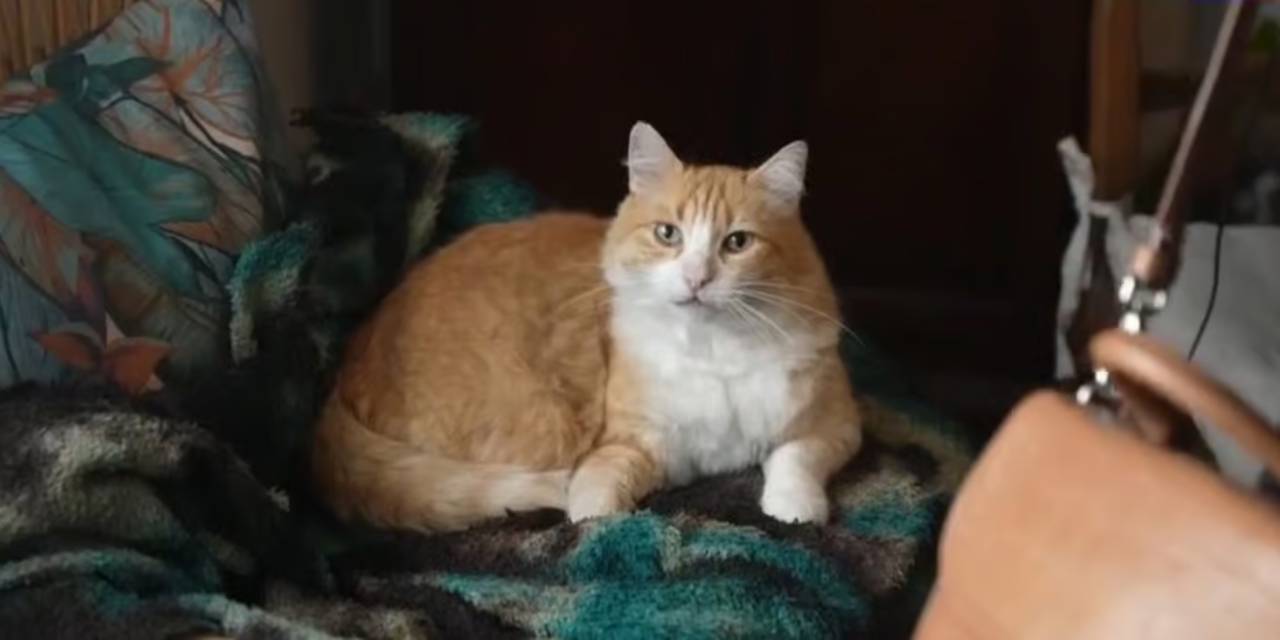 Kedi Remi’ye ev hapsi cezası verildi!