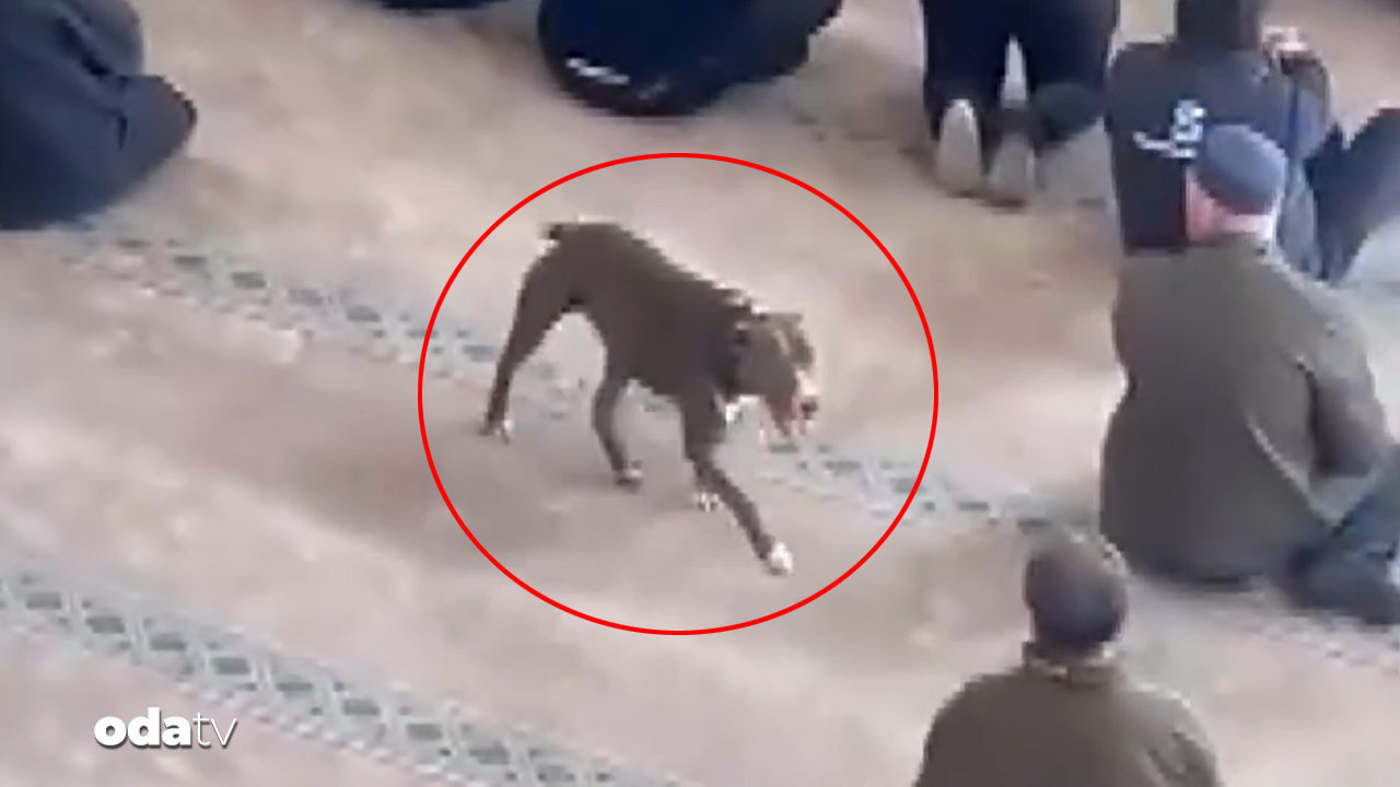 Kocaeli’nde camiye giren pitbull hakkında karar verildi