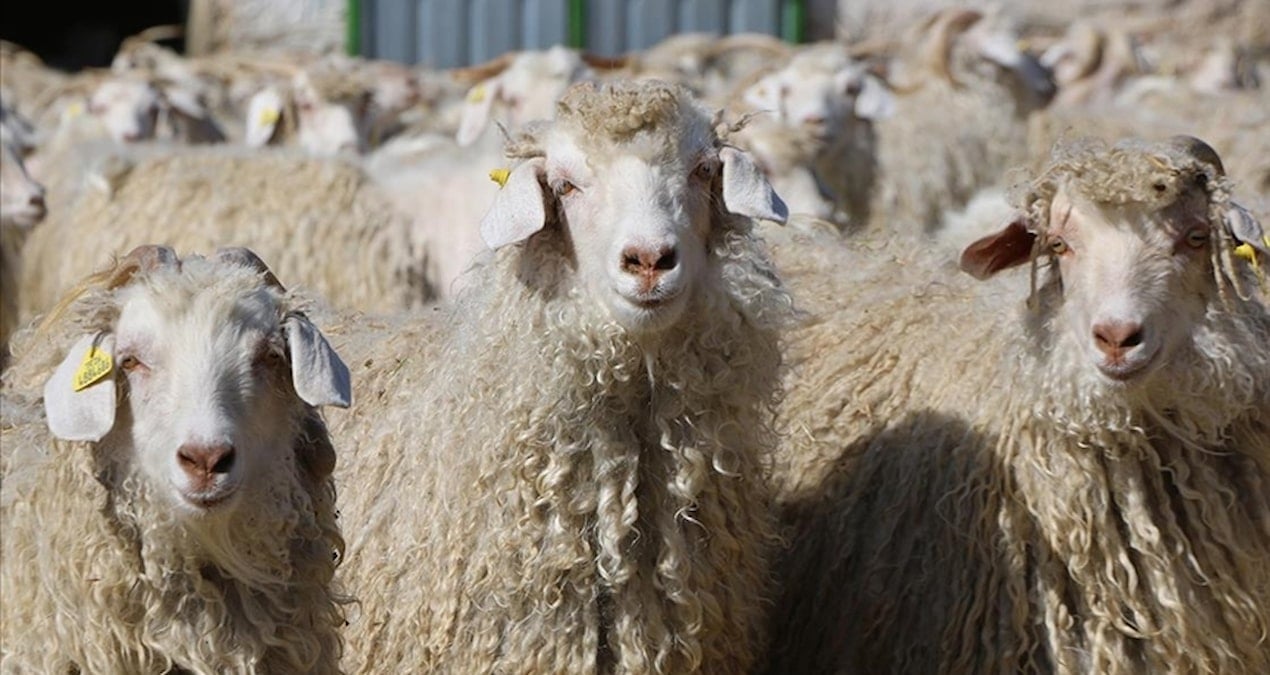 Tiftik sözleşmelerinde köklü değişiklik: süreler uzatıldı