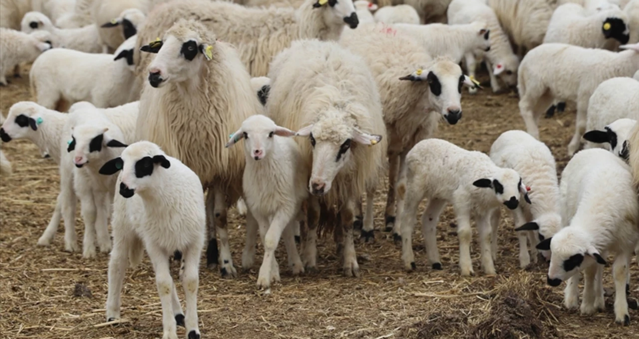 TİGEM, 1200 küçükbaş hayvan satacak