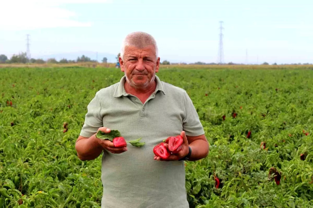 Çiftçiler Maliyet Kriziyle Yüz Yüze