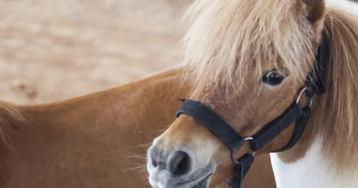 Hayvanlarına kötü davrandı, 40 bin euro ceza ödedi