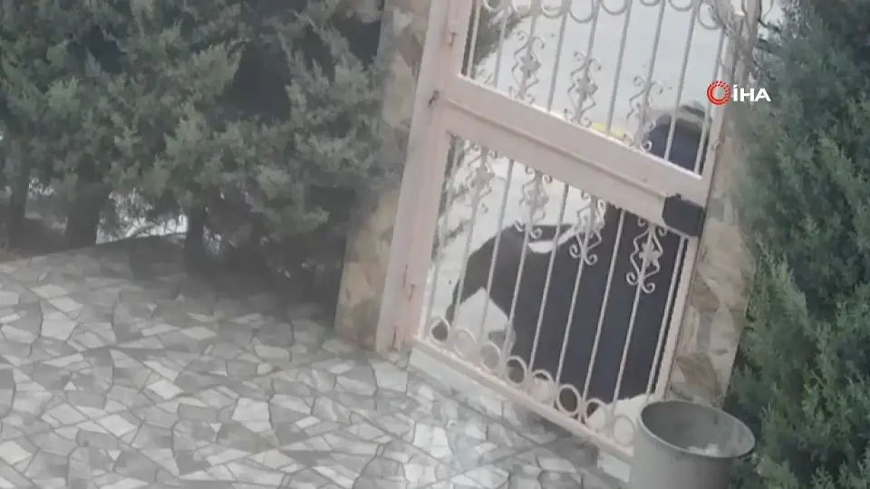 Sahipsiz köpek saldırısına uğrayan kadını komşusu son anda kurtardı