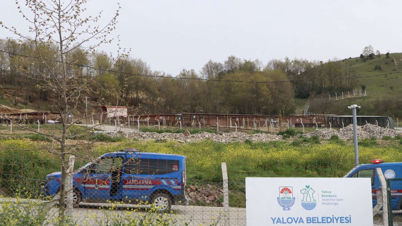 Yalova’daki Hayvan Barınağında Köpek Ölümleri Üzerine Soruşturma Başlatıldı