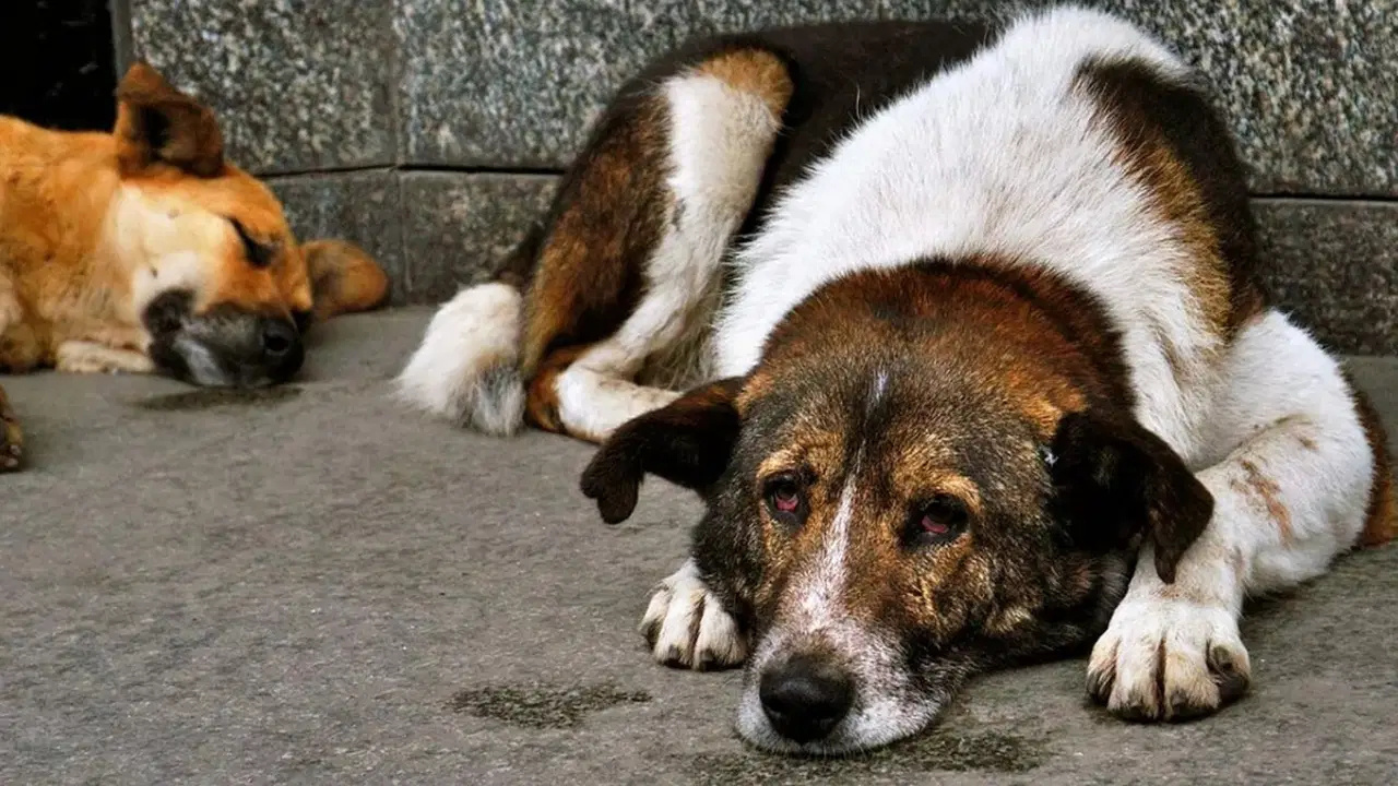 NATO Zirvesi Öncesi Sahipsiz Köpeklerin Toplanması